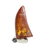 20048 - Gem Grade Carcharodontosaurus saharicus Dinosaur Tooth