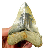 T132 - Finest Serrated 3.70'' Megalodon Tooth from Rare Indonesia Location