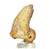 S376 - Amazing Huge Ice Age Cave Bear (Ursus spelaeus) Claw - Upper Pleistocene