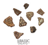 J197 - Top Rare Pyroraptor olympius Raptor Set of 9 Egg Shells - Late Cretaceous France