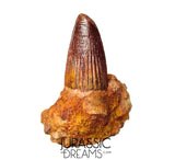 S347 - Outstanding Spinosaurus aegyptiacus Dinosaur Tooth in Natural Matrix - Visible Carina