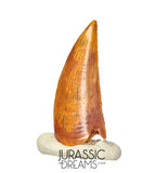 S272 - Gem Grade Abelisaurid (cf Rugops sp) Dinosaur Tooth - Cretaceous KemKem Beds