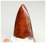 1074 - Gem Grade Carcharodontosaurus saharicus Dinosaur Tooth KemKem