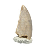 S95 - Nicely Preserved Majungasaurus crenatissimus Abelisaurid Dinosaur Tooth