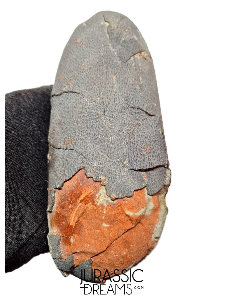 J494 - Museum Grade Huge OVIRAPTOR cf philoceratops Fossil Egg Elongatoolithidae - Cretaceous from Gobi Desert