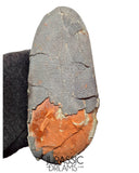 J494 - Museum Grade Huge OVIRAPTOR cf philoceratops Fossil Egg Elongatoolithidae - Cretaceous from Gobi Desert