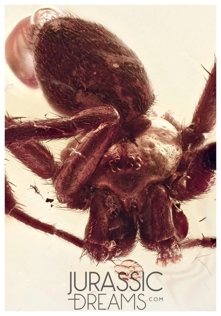 J332 - Museum Grade Large SPIDER & VELVET ANT Rare MUTILLIDAE Fossil Inclusion Genuine BALTIC AMBER + HQ Picture