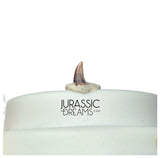 S331 - Tiny Lovely Dromaeosaurid Raptor Theropod Dinosaur Tooth - Judith River Fm