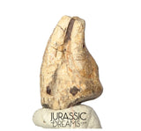 J302 - Top Rare Unidentified Theropod Dinosaur Claw - Lower Cretaceous Elrhaz Fm