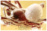 J22 - Great Looking SPIDER Araneae Fossil Inclusion Genuine BALTIC AMBER + HQ Picture