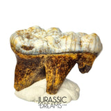 S306 - Gem Grade Huge Ice Age Cave Bear (Ursus spelaeus) Upper Molar Tooth (M2) - Pleistocene
