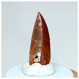 1030 - Gem Grade Abelisaurid 0.82'' Dinosaur Tooth