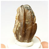 1307- Exceedingly Rare Unidentified Basal Iguanodontian Dinosaur Tooth - Cretaceous Elrhaz Fm