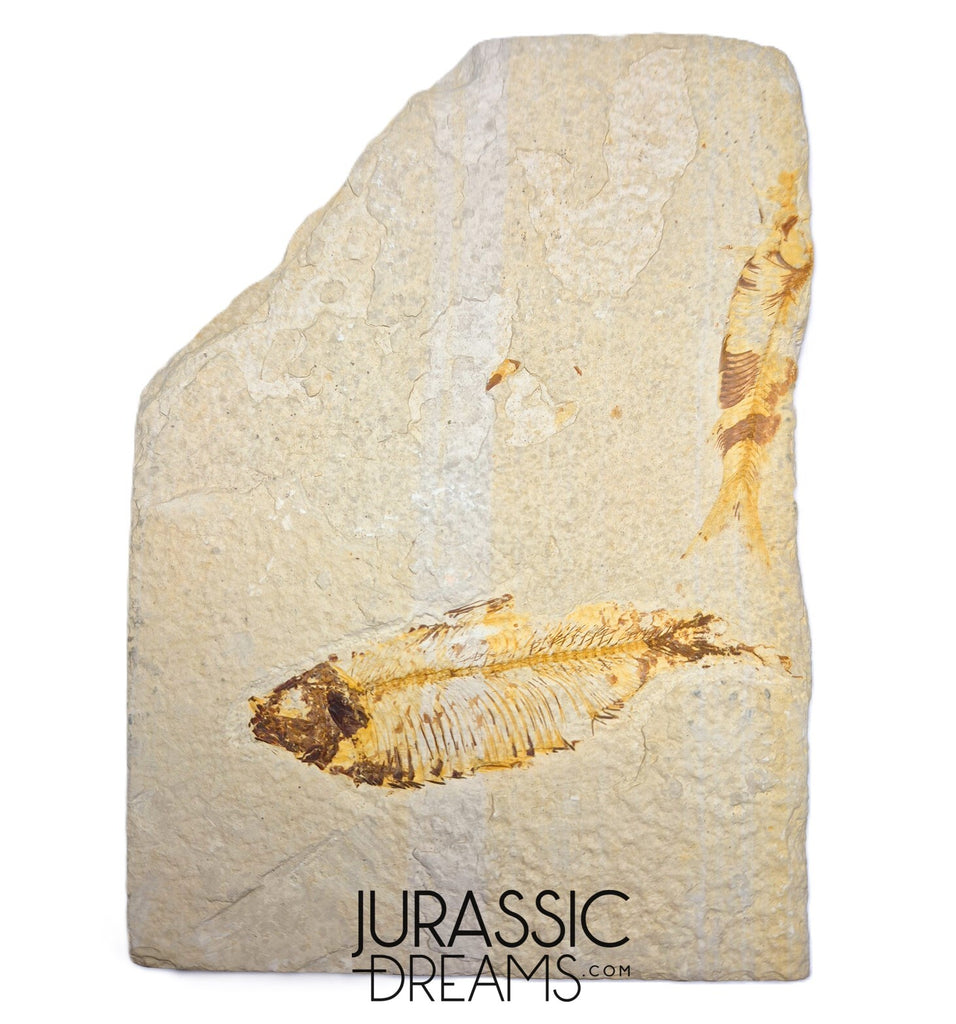S363 - Mass Mortality Plate "Diplomystus dentatus" + "Knightia eocaena" Fossil Fishes - Eocene Age from USA
