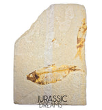 S363 - Mass Mortality Plate "Diplomystus dentatus" + "Knightia eocaena" Fossil Fishes - Eocene Age from USA