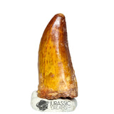 20328 - Nicely Preserved Carcharodontosaurus saharicus Dinosaur Premaxillary Tooth