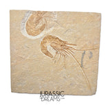 S321 - Nice Association of 2 Fossil Shrimps "Carpopenaeus sp" Mass Mortality Plate  - Cretaceous Lebanon