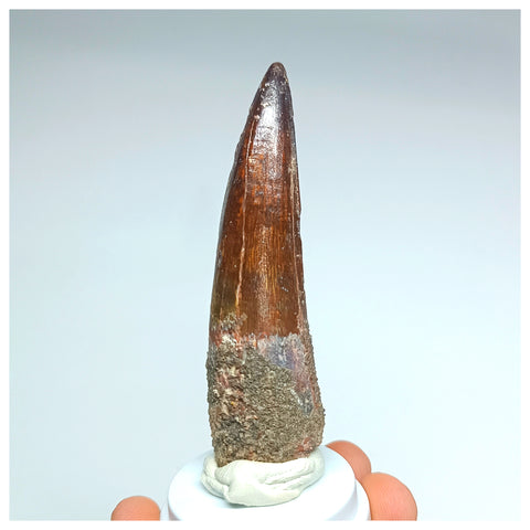 1053 - Gem Grade Spinosaurus aegyptiacus 3.14'' Dinosaur Tooth KemKem Beds