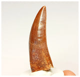 1333 - Nicely Preserved Carcharodontosaurus saharicus Dinosaur Tooth KemKem Beds
