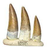 S261 - Set of 3 Juvenile Suchomimus tenerensis Spinosaurid Dinosaur Teeth - Finest Quality