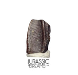 J412 - Nicely Preserved Edmontosaurus Hadrosaurid "duck-billed" Ornithopod Dinosaur Tooth - Hell Creek Fm