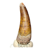 S367 - Huge Killer Suchomimus tenerensis Spinosaurid Dinosaur Tooth - VISIBLE CARINA