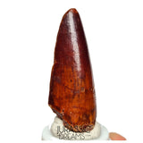 S151 - Nicely Preserved Partial Red Spinosaurus aegyptiacus Dinosaur Tooth