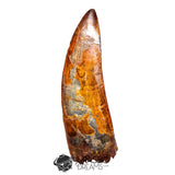 20018 - Top Huge Carcharodontosaurus saharicus Dinosaur Tooth