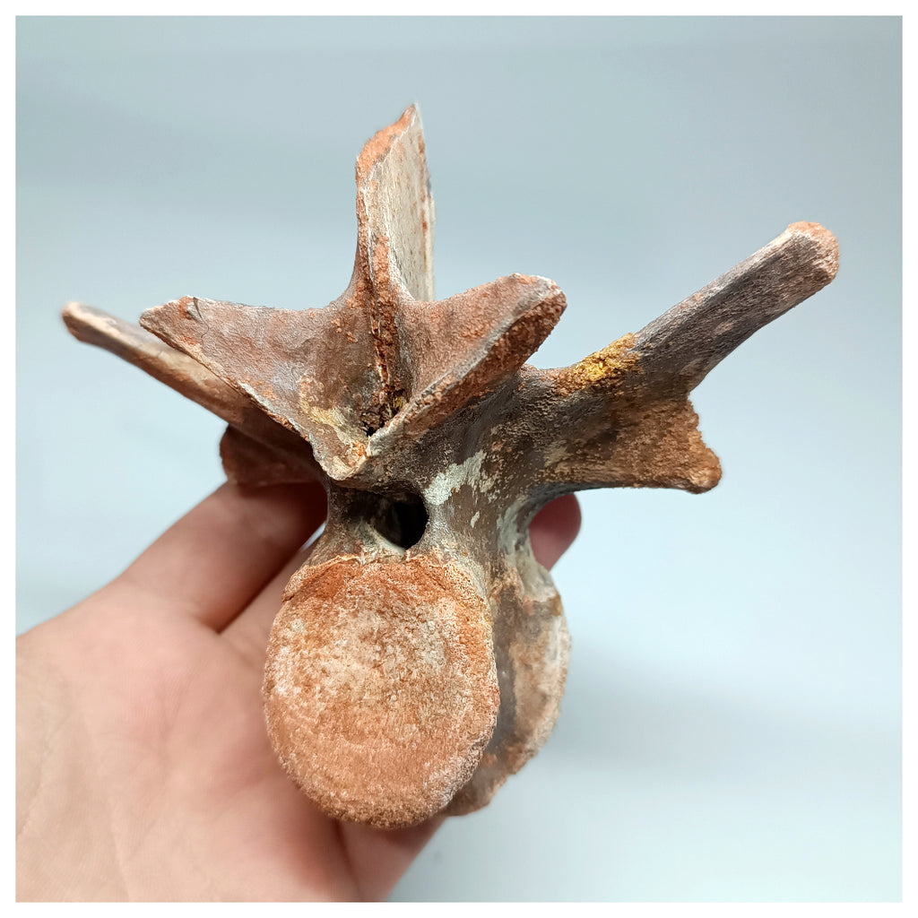 1117 - Complete  Unidentified Crocodile Dorsal Vertebra Bone Late Cretaceous