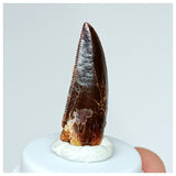 1028 - Gem Grade Abelisaurid 0.98'' Dinosaur Tooth