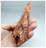 1138 - Top Rare Calamopleurus africanus Cretaceous Fish Skull Bone KemKem Beds