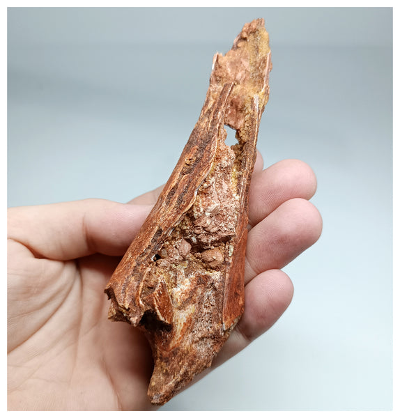 1138 - Top Rare Calamopleurus africanus Cretaceous Fish Skull Bone Kem ...