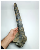 1154 - Museum Grade Unique Spicomellus afer Oldest Ankylosaurian Dinosaur Dermal Spike - El Mers Fm