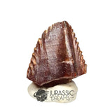 20019 -Exceedingly Rare Unidentified Basal Iguanodontian Dinosaur Tooth