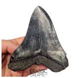 J404 - Outstanding Huge Black Serrated Megalodon Shark Tooth - South Carolina