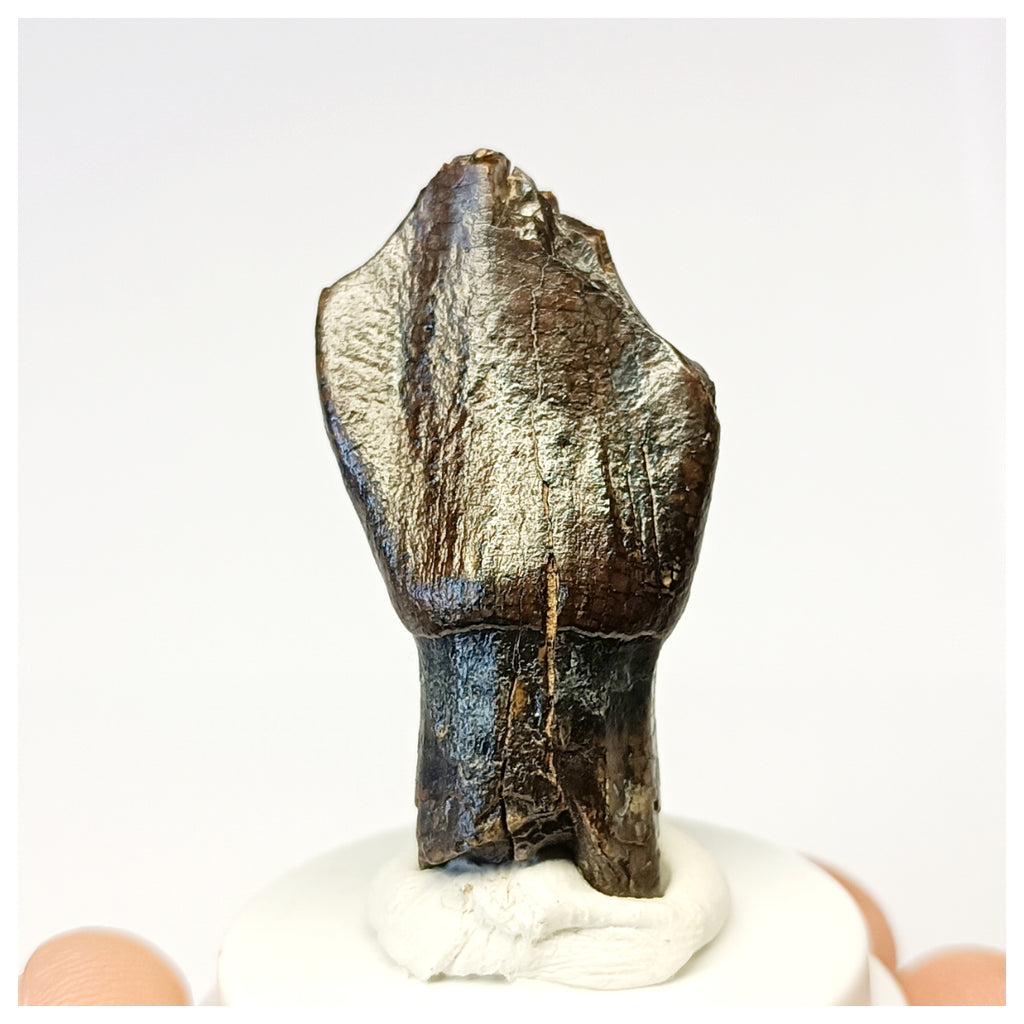 1306 - Top Rooted Jobaria Sauropod Dinosaur Tooth Jurassic Tiouraren Fm