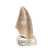 S217 - Top Rare Majungasaurus crenatissimus Abelisaurid Dinosaur PREMAXILLARY Tooth