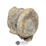 20235 - Huge Atlasaurus imelakei Sauropod Vertebra Bone - El Mers Fm