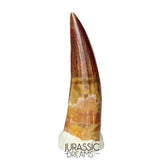 S210 -Gem Grade Suchomimus tenerensis Spinosaurid Dinosaur Tooth Partially Rooted VISIBLE CARINA