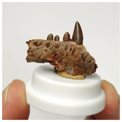 J104 - Museum Grade  Undescribed Pseudosuchia "Dog-faced Crocodile" Partial Maxillary