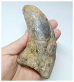 1047 - Rare Huge 4.80'' Atlasaurus imelakei Sauropod Ungual Claw - El Mers Fm