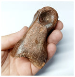 1048 - Finest Grade Huge 3.14'' Spinosaurus aegyptiacus Dinosaur Phalanx Toe Bone