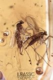 J371 - 2 Nice GNATS Sciaridae Rare Fossil Inclusion in Genuine BALTIC AMBER + HQ Picture