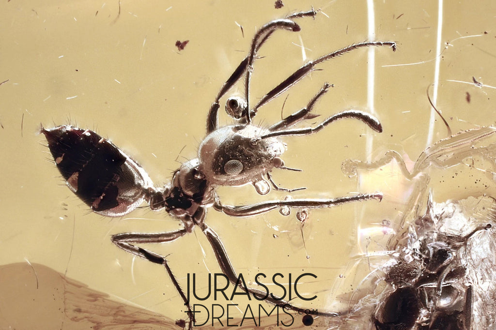 J385 - Superb Looking Ant FORMICINAE Fossil Inclusion Genuine BALTIC AMBER + HQ Picture