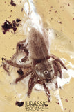 J344 - Museum Grade Rare JUMPING SPIDER Salticidae Fossil Inclusion Genuine BALTIC AMBER + HQ Picture
