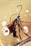 J453 - Nice ICHNEUMON WASP Ichneumonidae Fossil Inclusion Genuine BALTIC AMBER + HQ Picture