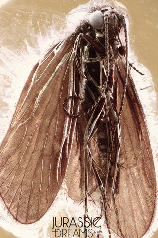 J409 - Great Trichoptera CADDISFLY Fossil Inclusion Genuine BALTIC AMBER + HQ Picture