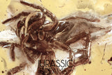 J344 - Museum Grade Rare JUMPING SPIDER Salticidae Fossil Inclusion Genuine BALTIC AMBER + HQ Picture