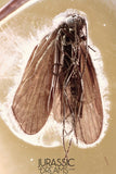 J409 - Great Trichoptera CADDISFLY Fossil Inclusion Genuine BALTIC AMBER + HQ Picture