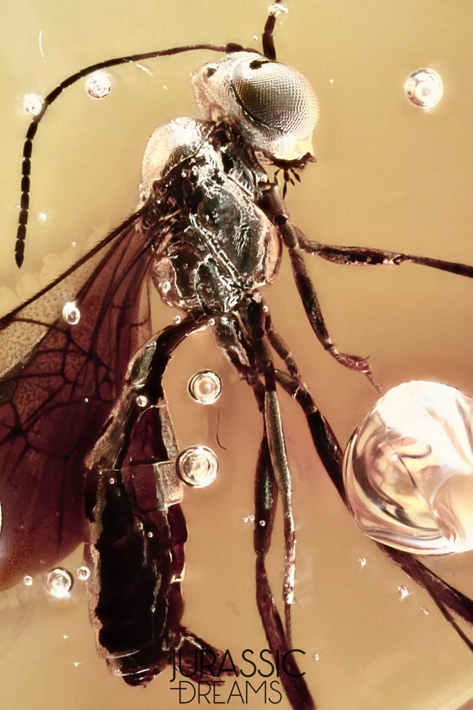 J453 - Nice ICHNEUMON WASP Ichneumonidae Fossil Inclusion Genuine BALTIC AMBER + HQ Picture